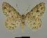  ( - BC EF Lep 02098)  @14 [ ] Copyright (2010) Unspecified Research Collection of Egbert Friedrich