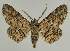  (Cleora injectariaEF02 - BC EF Lep 02113)  @14 [ ] Copyright (2010) Unspecified Research Collection of Egbert Friedrich