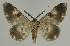  ( - BC EF Lep 02139)  @13 [ ] Copyright (2010) Unspecified Research Collection of Egbert Friedrich