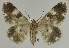  ( - BC EF Lep 02142)  @13 [ ] Copyright (2010) Unspecified Research Collection of Egbert Friedrich