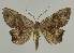  (Gonodontis EF01 - BC EF Lep 02151)  @14 [ ] Copyright (2010) Unspecified Research Collection of Egbert Friedrich