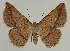  (Taxeotis epigaea - BC EF Lep 02157)  @14 [ ] Copyright (2010) Unspecified Research Collection of Egbert Friedrich