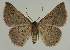  ( - BC EF Lep 02157)  @13 [ ] Copyright (2010) Unspecified Research Collection of Egbert Friedrich