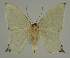  ( - BC EF Lep 02232)  @13 [ ] Copyright (2010) Unspecified Research Collection of Egbert Friedrich