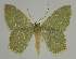  ( - BC EF Lep 02236)  @14 [ ] Copyright (2010) Unspecified Research Collection of Egbert Friedrich