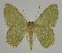  ( - BC EF Lep 02237)  @14 [ ] Copyright (2010) Unspecified Research Collection of Egbert Friedrich