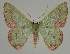  ( - BC EF Lep 02246)  @14 [ ] Copyright (2010) Unspecified Research Collection of Egbert Friedrich