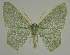  ( - BC EF Lep 02250)  @14 [ ] Copyright (2010) Unspecified Research Collection of Egbert Friedrich