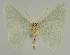  ( - BC EF Lep 02250)  @13 [ ] Copyright (2010) Unspecified Research Collection of Egbert Friedrich