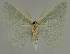 ( - BC EF Lep 02253)  @13 [ ] Copyright (2010) Unspecified Research Collection of Egbert Friedrich