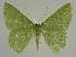  ( - BC EF Lep 02256)  @14 [ ] Copyright (2010) Unspecified Research Collection of Egbert Friedrich