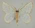  ( - BC EF Lep 02269)  @13 [ ] Copyright (2010) Unspecified Research Collection of Egbert Friedrich