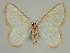  ( - BC EF Lep 02271)  @13 [ ] Copyright (2010) Unspecified Research Collection of Egbert Friedrich