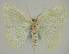  ( - BC EF Lep 02274)  @13 [ ] Copyright (2010) Unspecified Research Collection of Egbert Friedrich