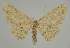  (Cyclophora leptopasta - BC EF Lep 02295)  @14 [ ] Copyright (2010) Unspecified Research Collection of Egbert Friedrich