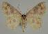  ( - BC EF Lep 02297)  @13 [ ] Copyright (2010) Unspecified Research Collection of Egbert Friedrich