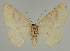  (Cyclophora EF03 - BC EF Lep 02302)  @13 [ ] Copyright (2010) Unspecified Research Collection of Egbert Friedrich