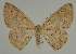  (Cyclophora EF04 - BC EF Lep 02303)  @14 [ ] Copyright (2010) Unspecified Research Collection of Egbert Friedrich