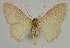  ( - BC EF Lep 02315)  @12 [ ] Copyright (2010) Unspecified Research Collection of Egbert Friedrich