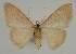  ( - BC EF Lep 02316)  @12 [ ] Copyright (2010) Unspecified Research Collection of Egbert Friedrich