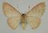  ( - BC EF Lep 02317)  @14 [ ] Copyright (2010) Unspecified Research Collection of Egbert Friedrich