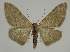  ( - BC EF Lep 02331)  @14 [ ] Copyright (2010) Unspecified Research Collection of Egbert Friedrich