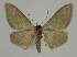  ( - BC EF Lep 02331)  @13 [ ] Copyright (2010) Unspecified Research Collection of Egbert Friedrich