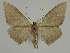  ( - BC EF Lep 02333)  @13 [ ] Copyright (2010) Unspecified Research Collection of Egbert Friedrich