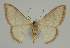  ( - BC EF Lep 02334)  @14 [ ] Copyright (2010) Unspecified Research Collection of Egbert Friedrich