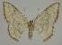  ( - BC EF Lep 02336)  @13 [ ] Copyright (2010) Unspecified Research Collection of Egbert Friedrich