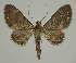  ( - BC EF Lep 02342)  @14 [ ] Copyright (2010) Unspecified Research Collection of Egbert Friedrich