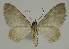  ( - BC EF Lep 02348)  @11 [ ] Copyright (2010) Unspecified Research Collection of Egbert Friedrich