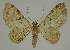 (Chloroclystis elaeopa - BC EF Lep 02351)  @14 [ ] Copyright (2010) Unspecified Research Collection of Egbert Friedrich