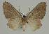  ( - BC EF Lep 02373)  @13 [ ] Copyright (2010) Unspecified Research Collection of Egbert Friedrich