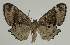  ( - BC EF Lep 02379)  @14 [ ] Copyright (2010) Unspecified Research Collection of Egbert Friedrich