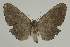  ( - BC EF Lep 02379)  @13 [ ] Copyright (2010) Unspecified Research Collection of Egbert Friedrich