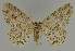  ( - BC EF Lep 02392)  @14 [ ] Copyright (2010) Unspecified Research Collection of Egbert Friedrich