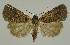  ( - BC EF Lep 02454)  @13 [ ] Copyright (2010) Unspecified Research Collection of Egbert Friedrich