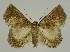  ( - BC EF Lep 02462)  @12 [ ] Copyright (2010) Unspecified Research Collection of Egbert Friedrich