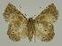  ( - BC EF Lep 02462)  @12 [ ] Copyright (2010) Unspecified Research Collection of Egbert Friedrich