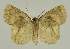 ( - BC EF Lep 02465)  @13 [ ] Copyright (2010) Unspecified Research Collection of Egbert Friedrich