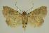  ( - BC EF Lep 02473)  @13 [ ] Copyright (2010) Unspecified Research Collection of Egbert Friedrich