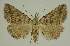  (Lysimelia - BC EF Lep 02475)  @14 [ ] Copyright (2010) Unspecified Research Collection of Egbert Friedrich