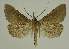  ( - BC EF Lep 02478)  @13 [ ] Copyright (2010) Unspecified Research Collection of Egbert Friedrich