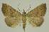  ( - BC EF Lep 02479)  @14 [ ] Copyright (2010) Unspecified Research Collection of Egbert Friedrich