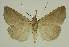  ( - BC EF Lep 02481)  @14 [ ] Copyright (2010) Unspecified Research Collection of Egbert Friedrich