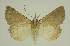  ( - BC EF Lep 02484)  @13 [ ] Copyright (2010) Unspecified Research Collection of Egbert Friedrich