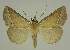 ( - BC EF Lep 02485)  @14 [ ] Copyright (2010) Unspecified Research Collection of Egbert Friedrich