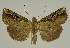  ( - BC EF Lep 02492)  @13 [ ] Copyright (2010) Unspecified Research Collection of Egbert Friedrich
