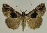  ( - BC EF Lep 02493)  @11 [ ] Copyright (2010) Unspecified Research Collection of Egbert Friedrich
